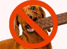 dogs-should-not-eat-chocolates.jpg